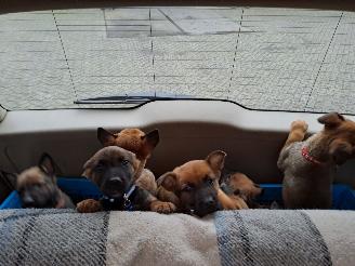 Alle  Mechelse herder x duitse herder pups picture 16